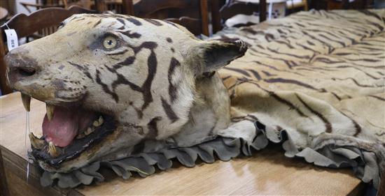 An Indian tiger skin rug